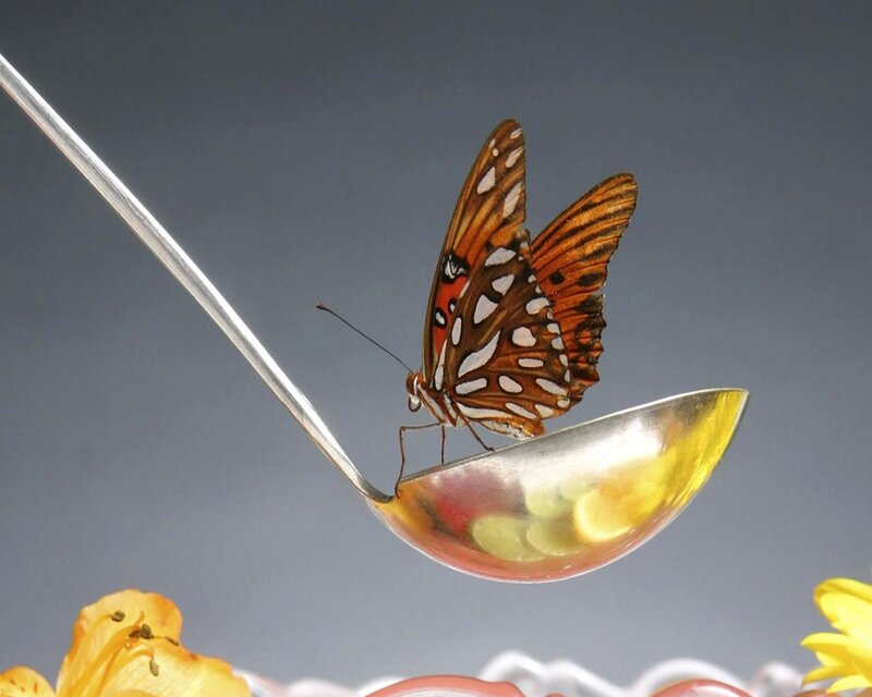 Butterfly on a spoon