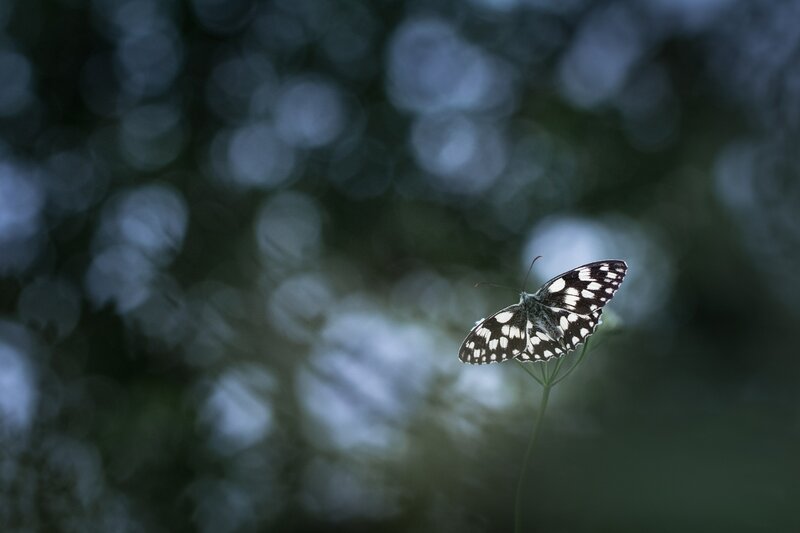 Butterfly on a Stem — Black, Serene