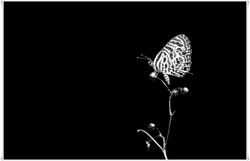 Butterfly on a Stem — Black