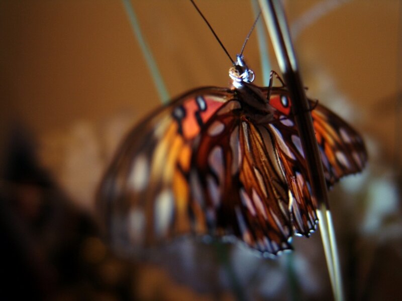 Butterfly on a Stem — Brown