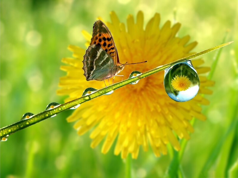 Butterfly on a Stem