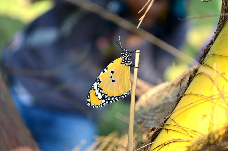 Butterfly on a Stick