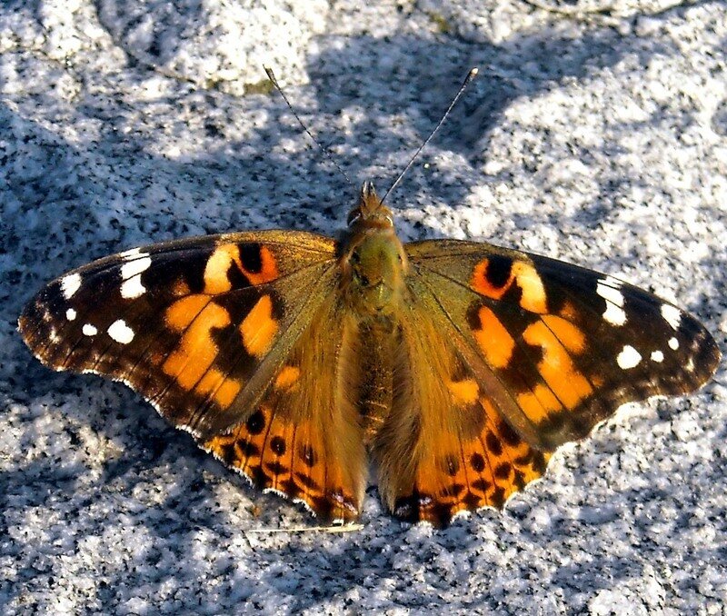 butterfly on a stone