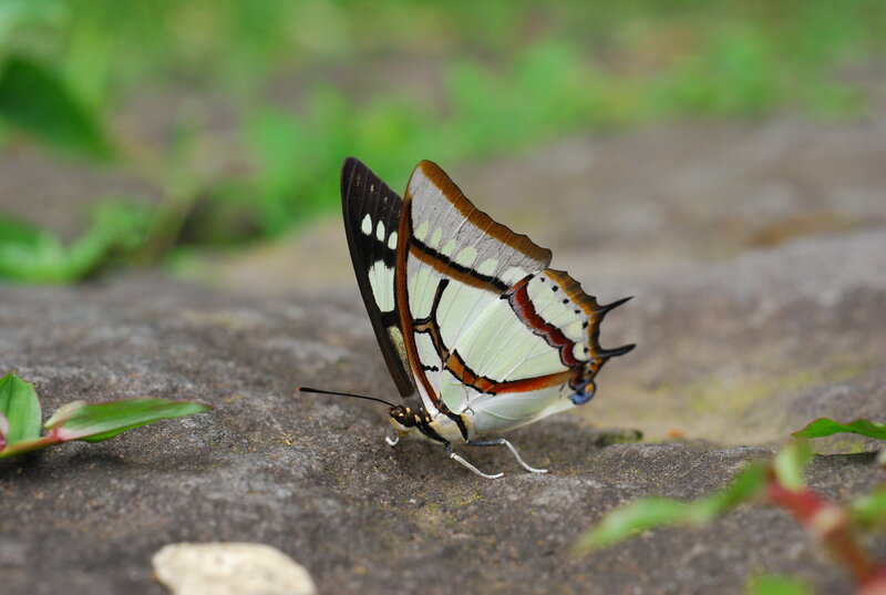 butterfly on a stone
