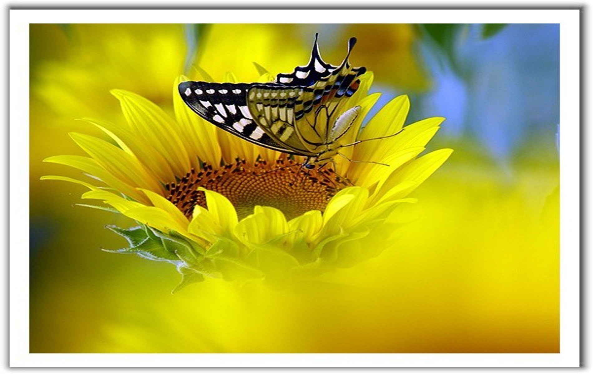 Butterfly on a sunflower