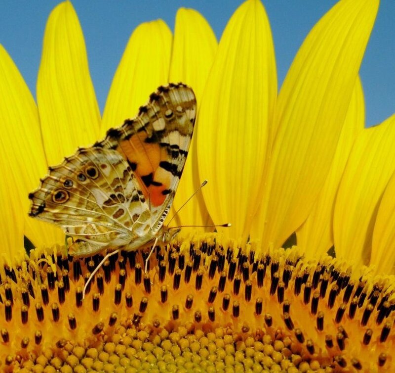 Butterfly on a sunflower
