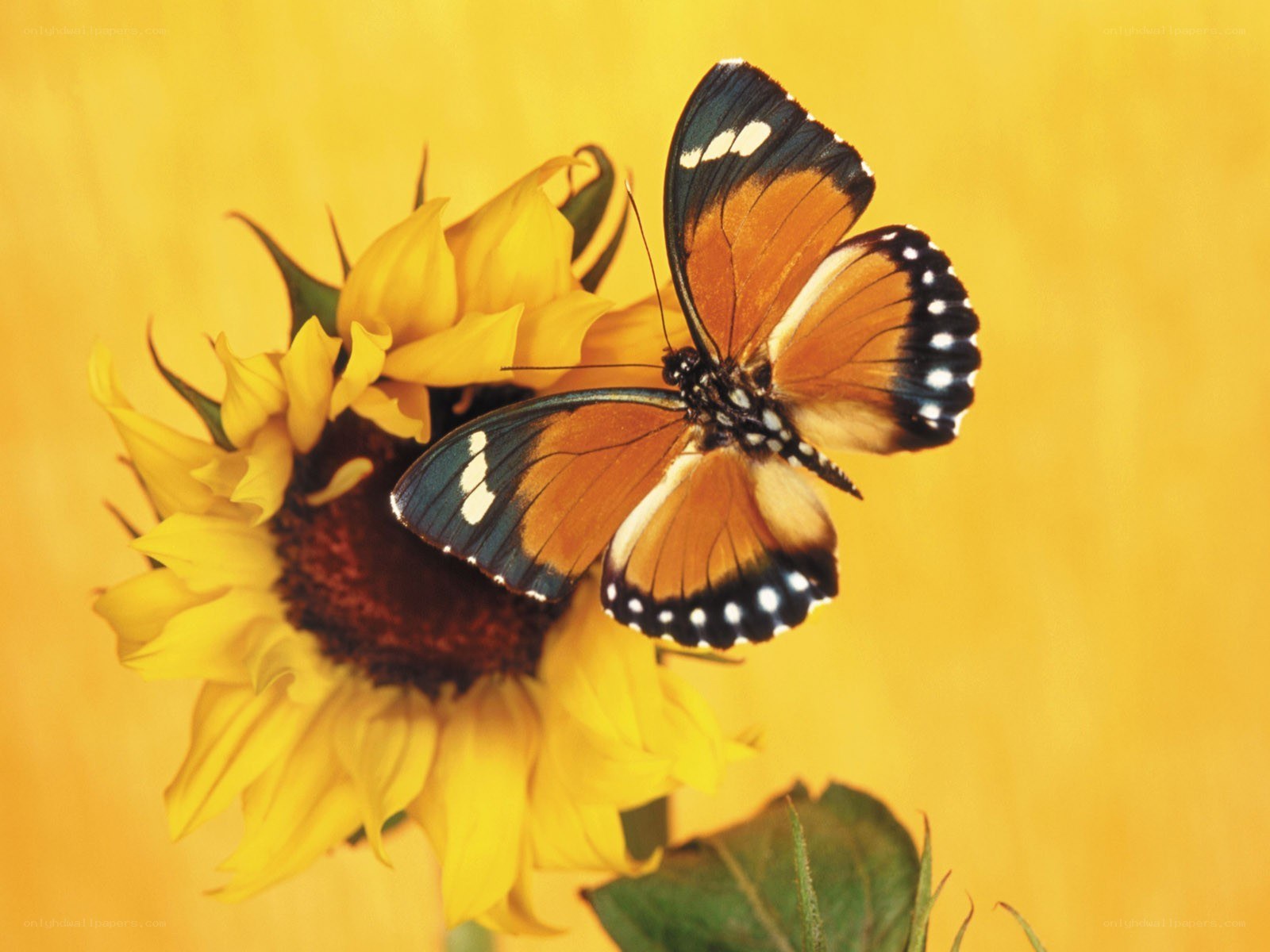 Butterfly on a sunflower