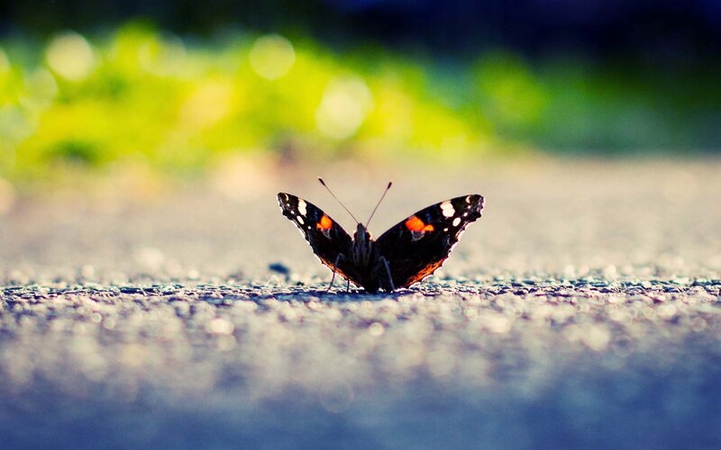 Butterfly on a sunlit path