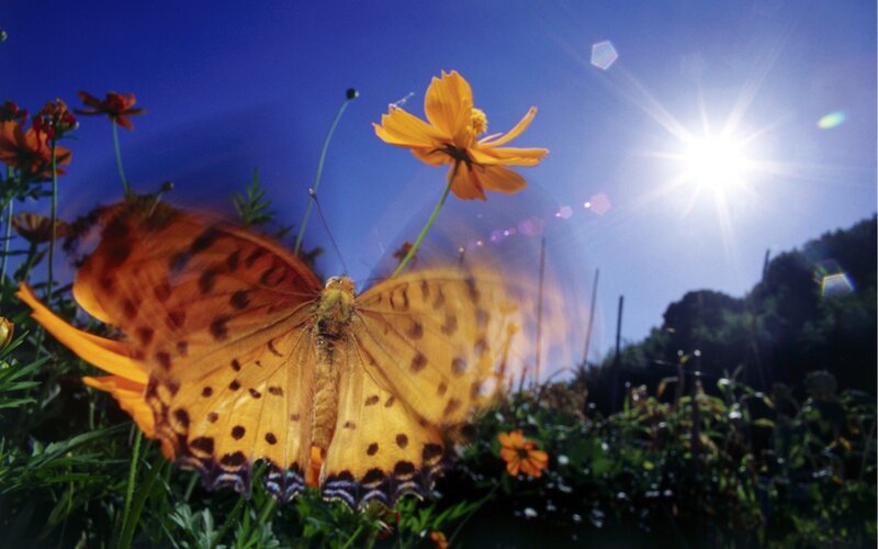 Butterfly on a sunny day