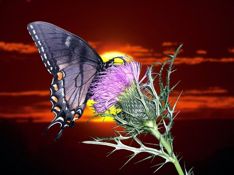 Butterfly on a thistle at sunset