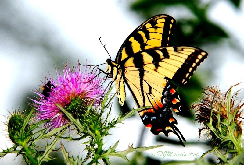 Butterfly on a thistle flower