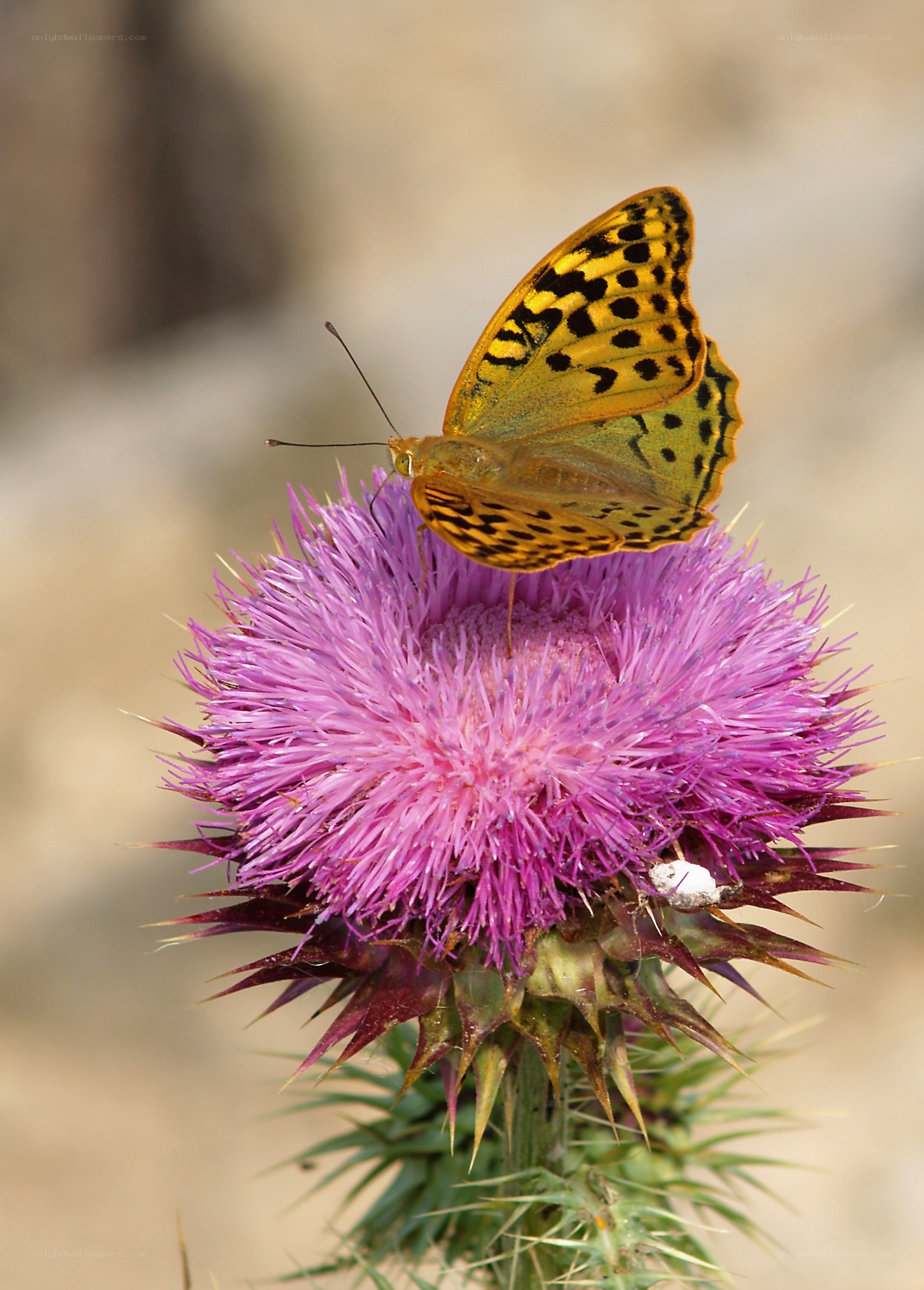 Butterfly on a thistle flower