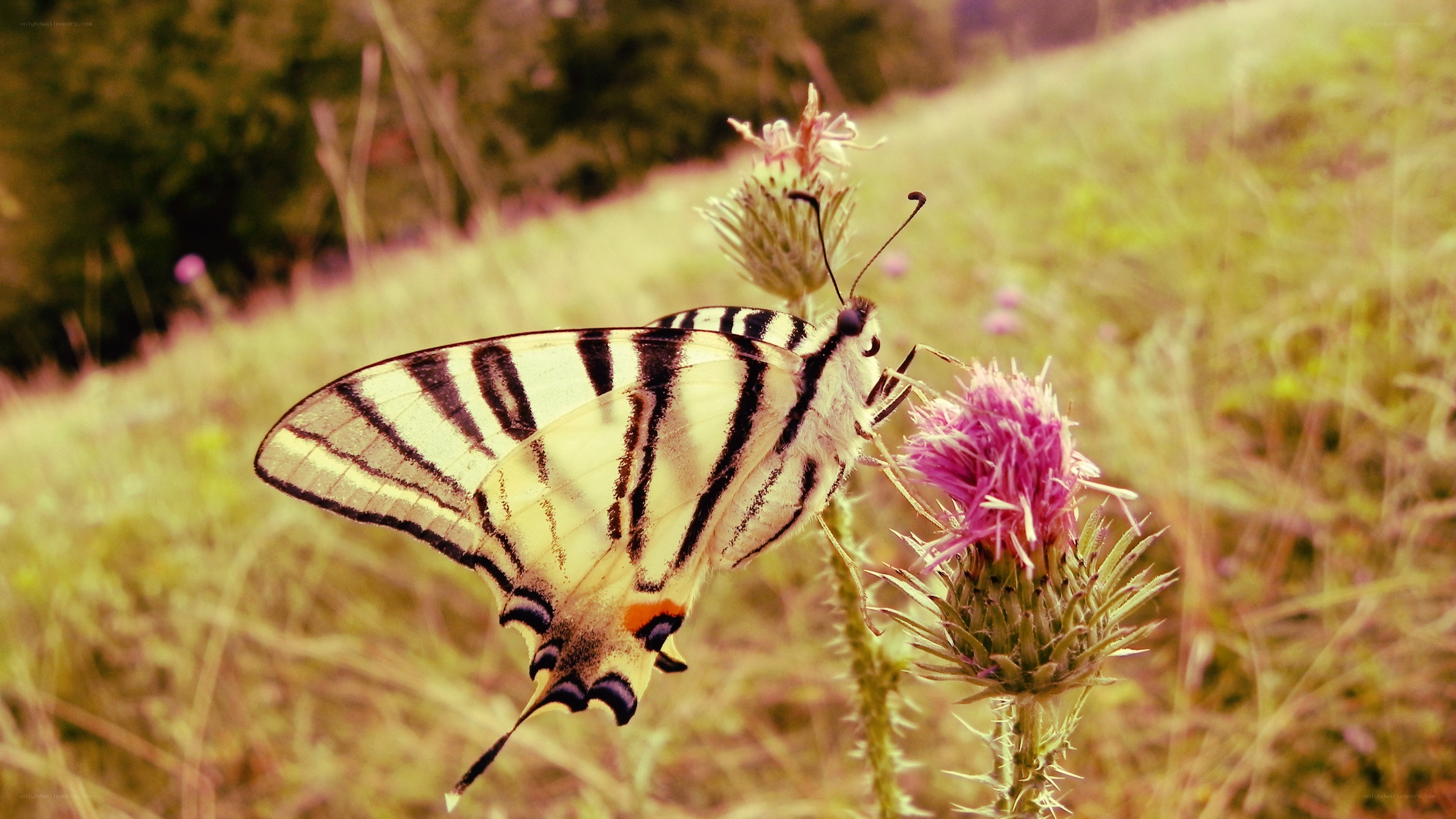 butterfly on a thistle flower