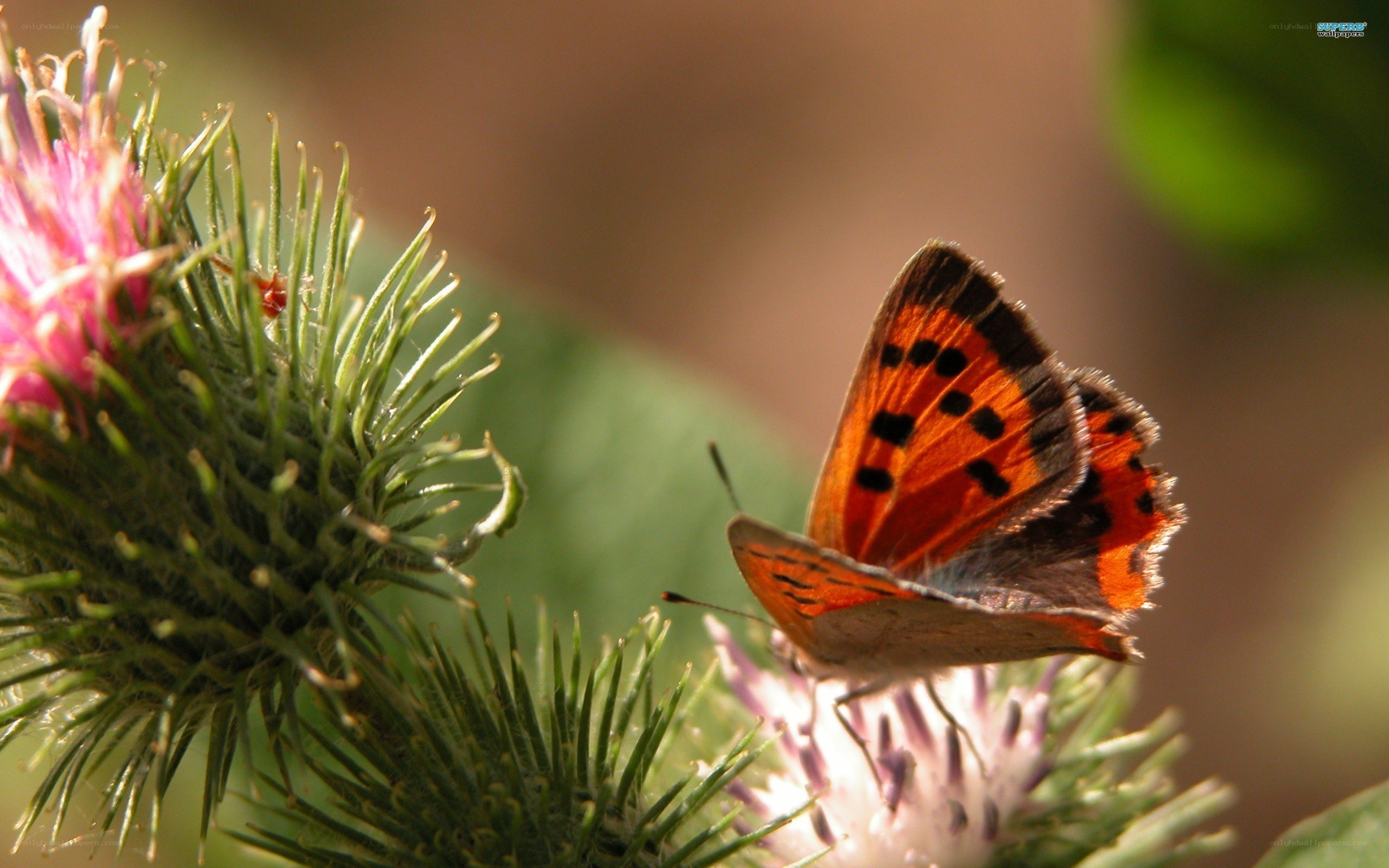 butterfly on a thistle flower