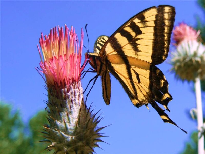 butterfly on a thistle flower