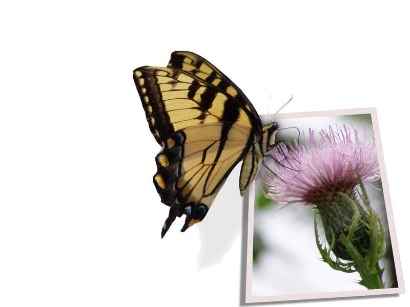butterfly on a thistle flower