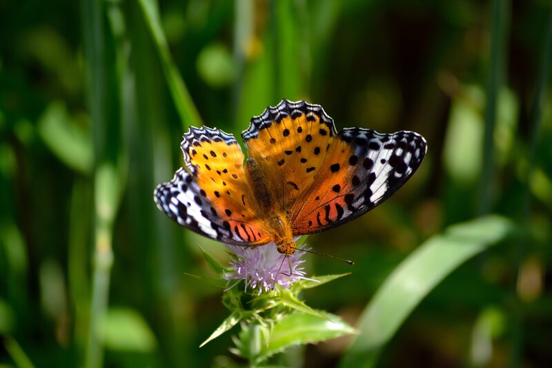 butterfly on a thistle flower