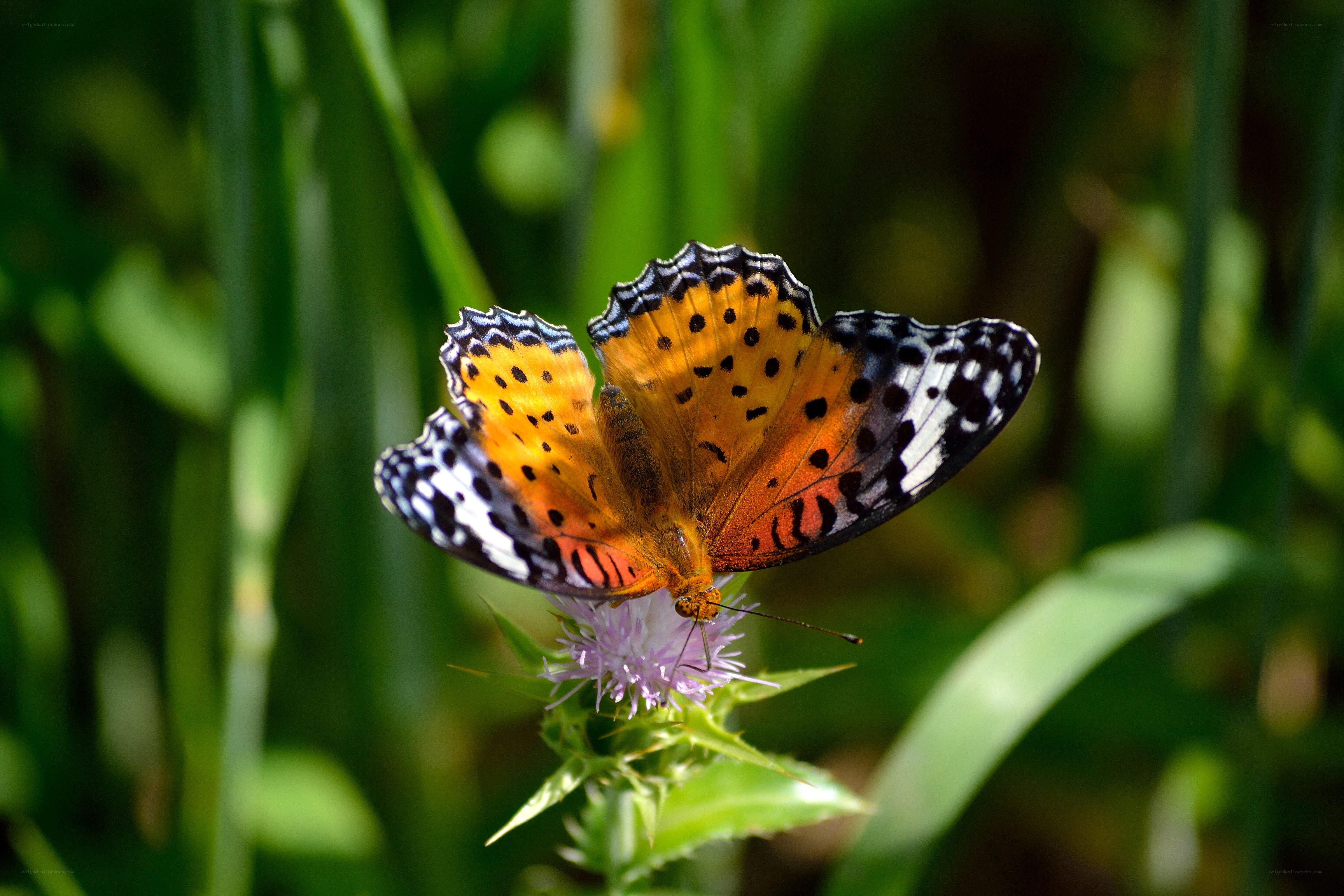 butterfly on a thistle flower