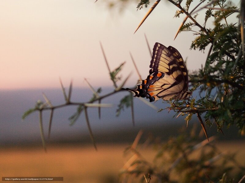 Butterfly on a thorny branch