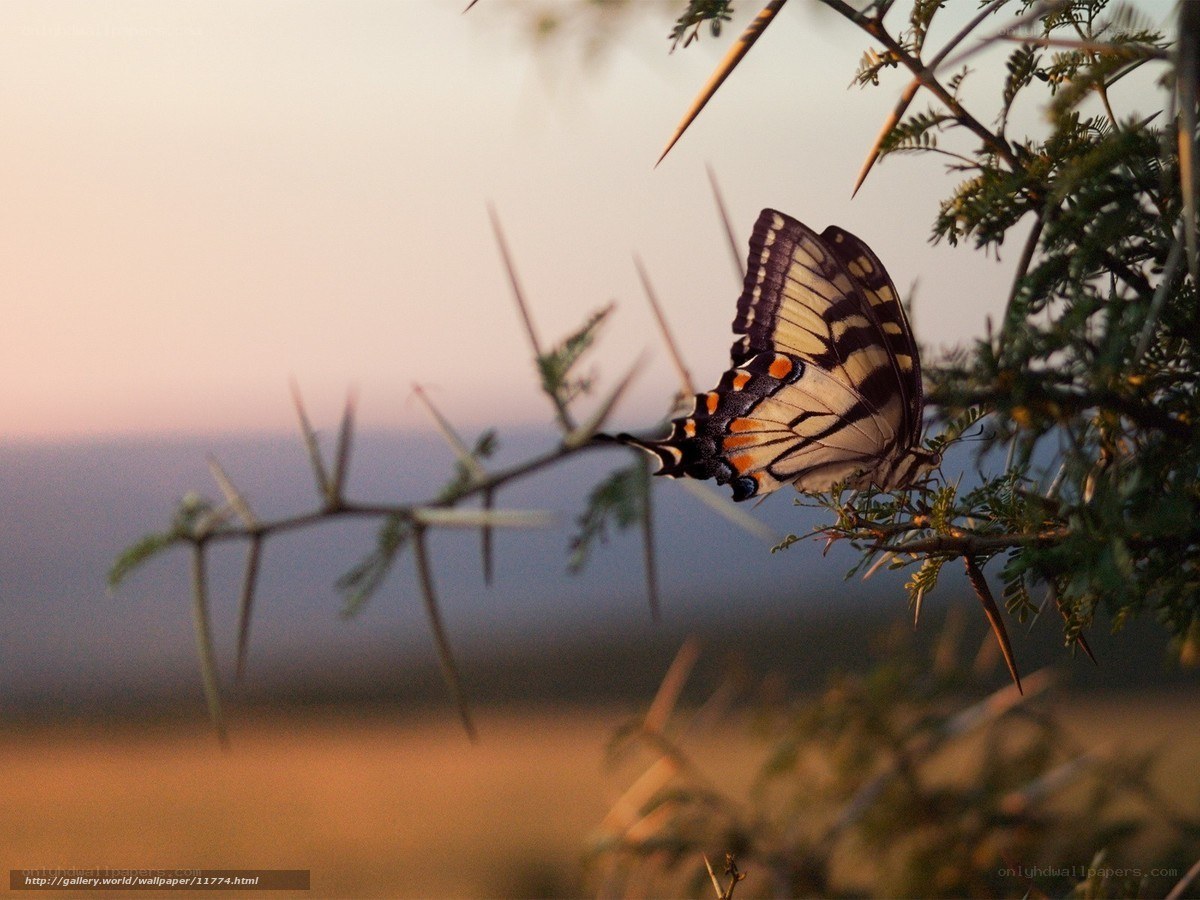 Butterfly on a thorny branch