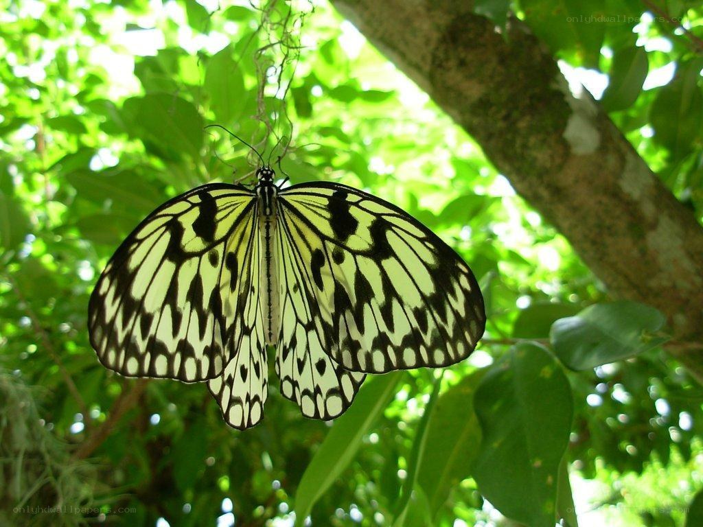 butterfly on a tree branch