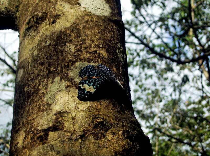 Butterfly on a tree trunk