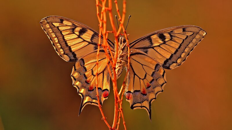 butterfly on a twig