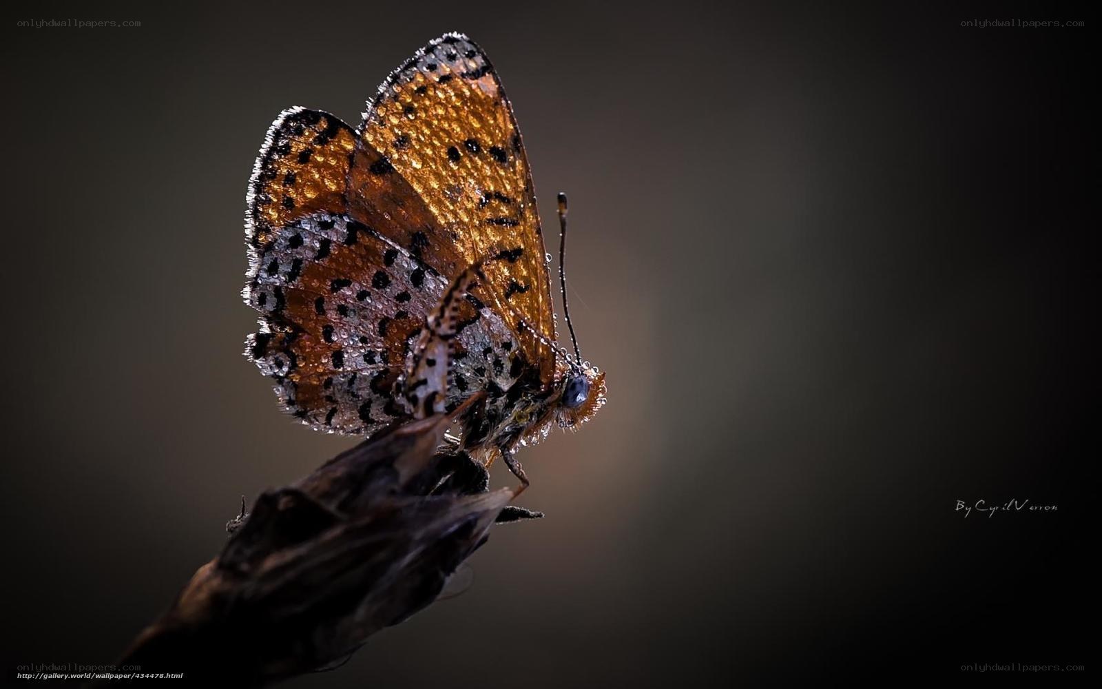 Butterfly on a twig