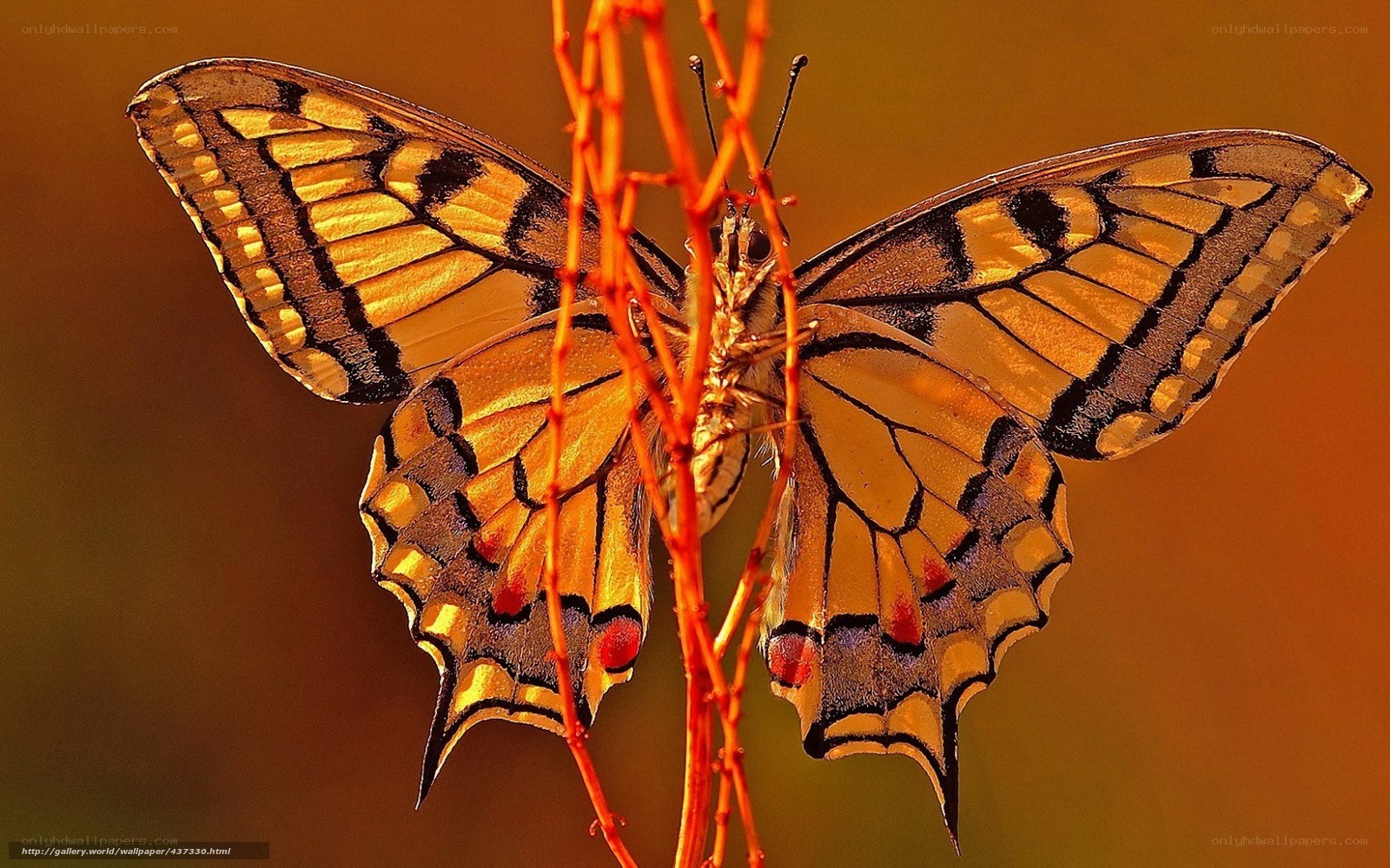Butterfly on a twig