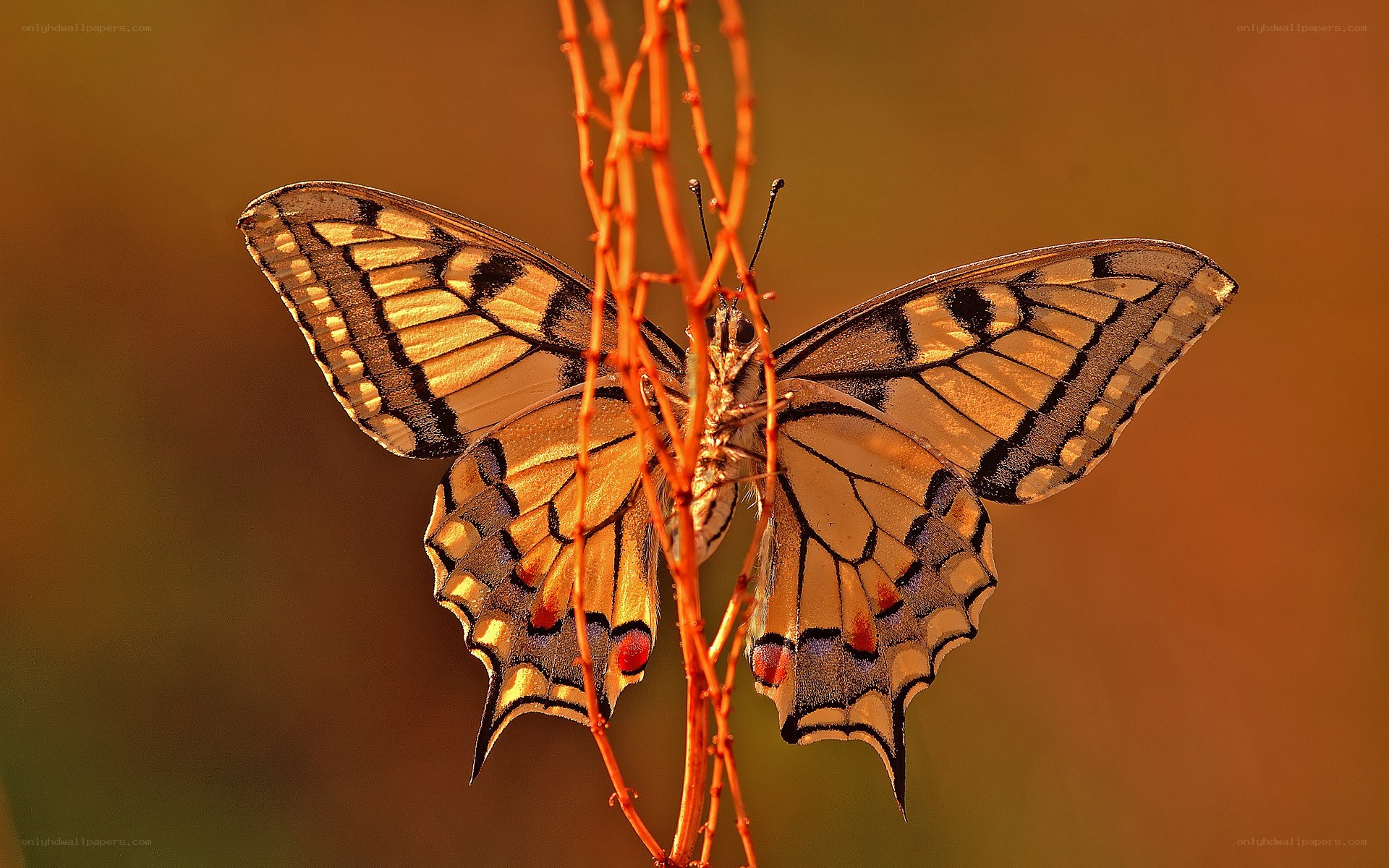 Butterfly on a twig
