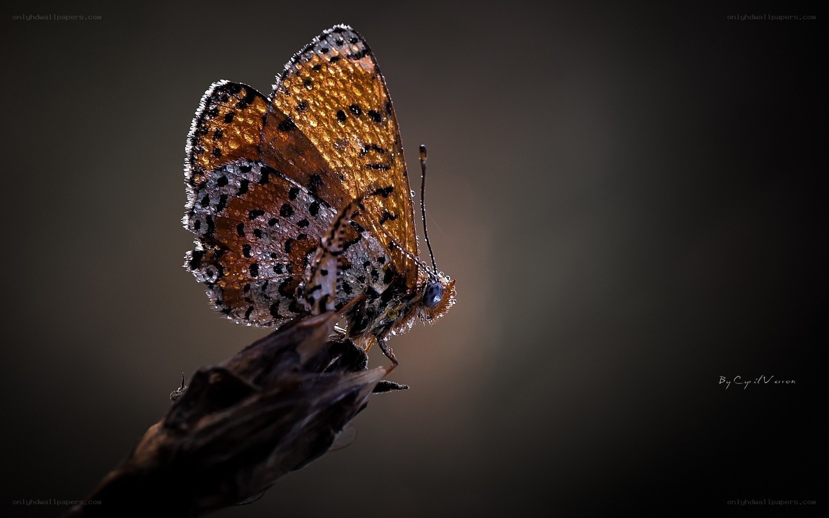 Butterfly on a twig