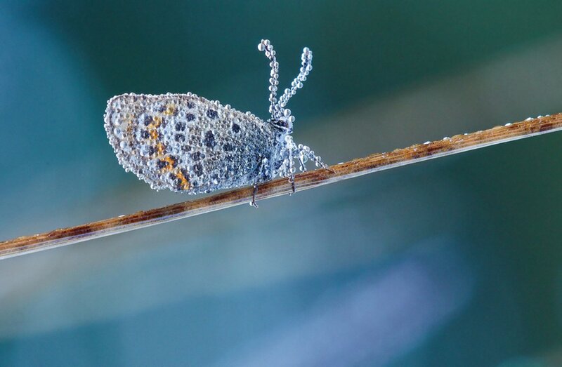Butterfly on a Twig — Blue