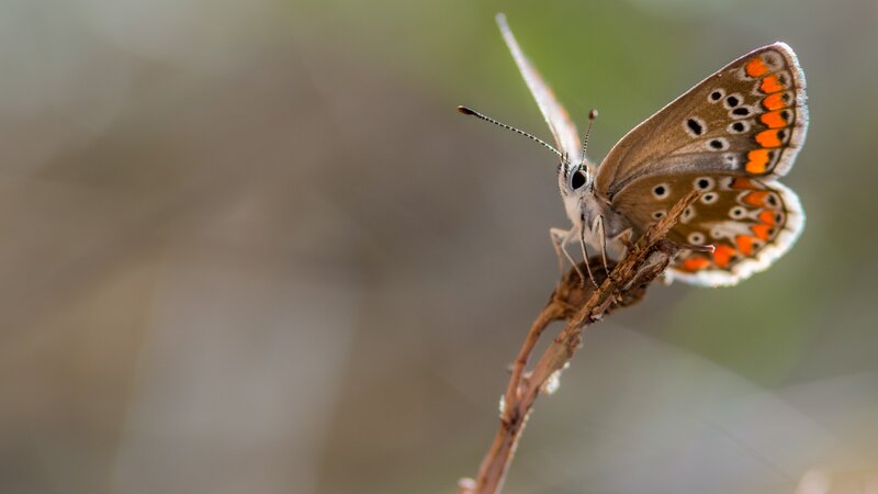 Butterfly on a Twig — Brown, Calm