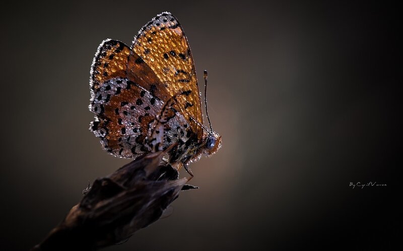Butterfly on a Twig — Brown, Dramatic