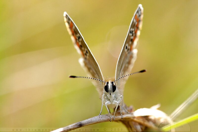 Butterfly on a Twig — Green