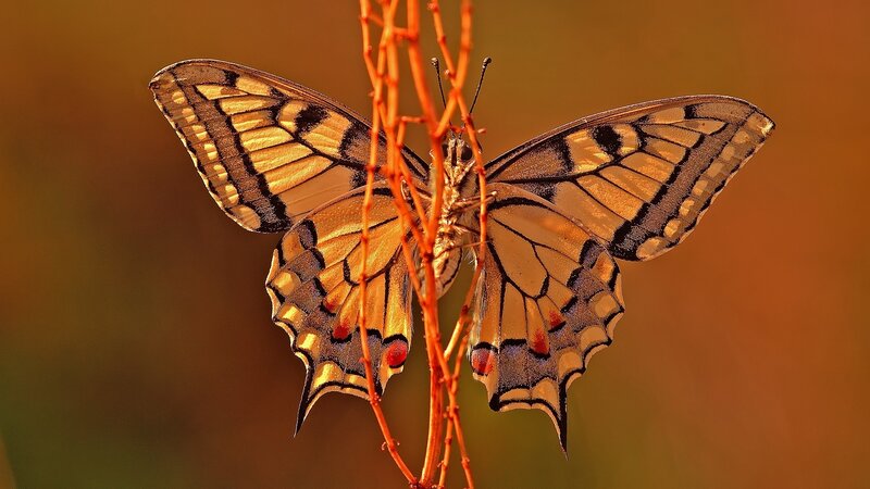 Butterfly on a Twig — Orange, Serene
