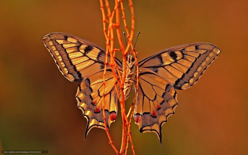 Butterfly on a Twig — Orange