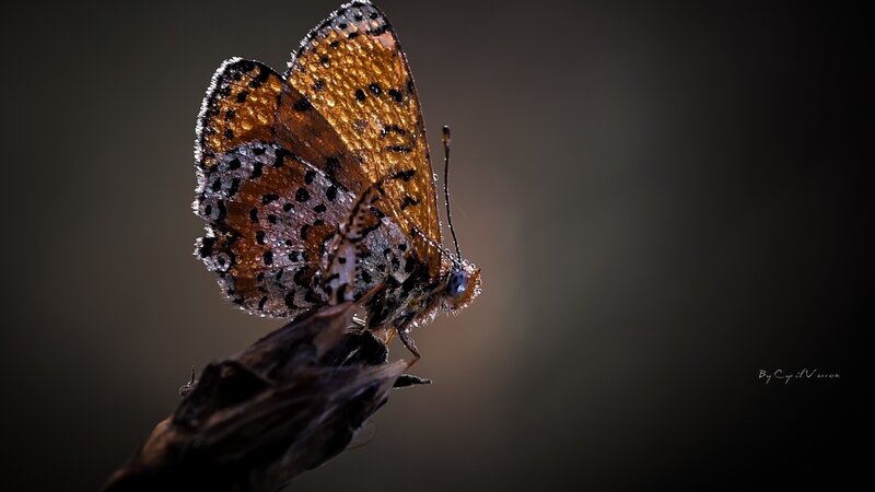 Butterfly on a twig