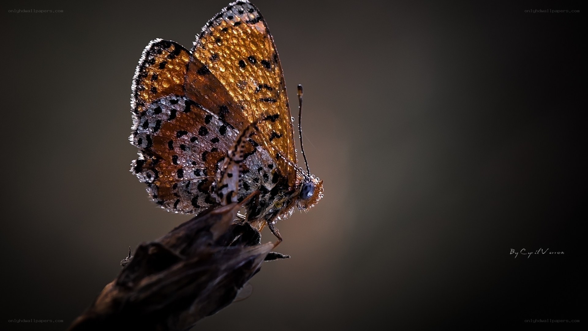Butterfly on a twig