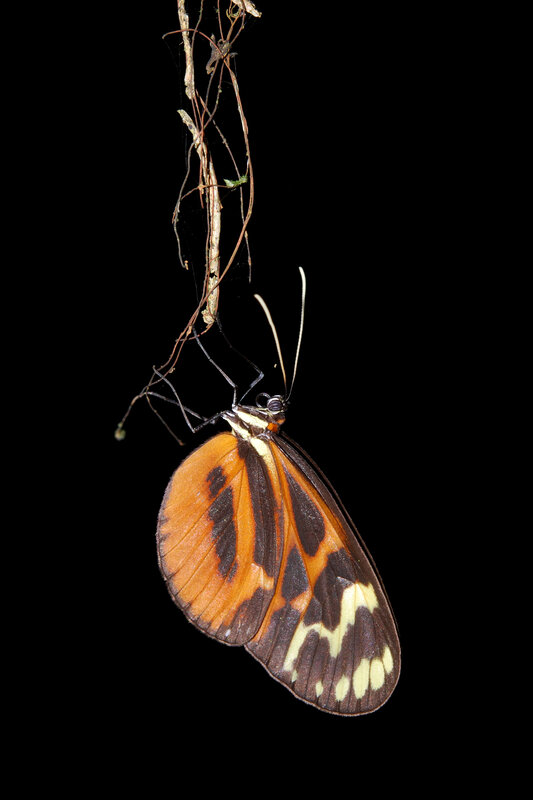 butterfly on a vine