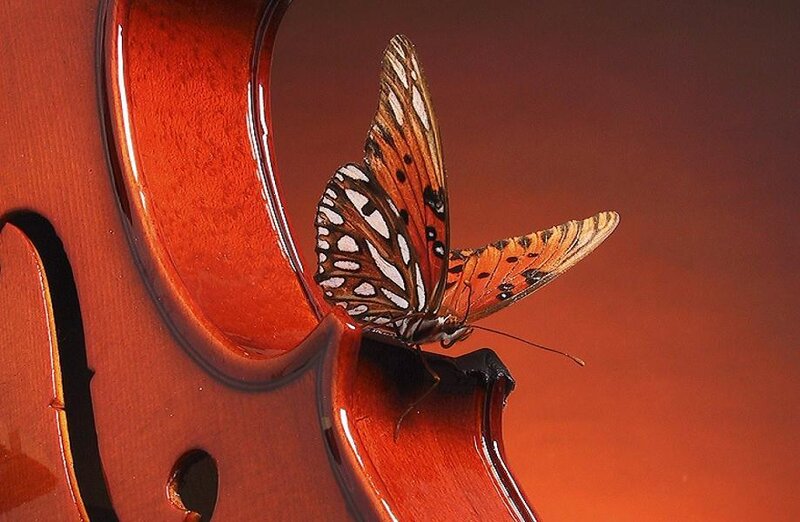 butterfly on a violin