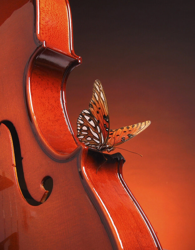 Butterfly on a violin