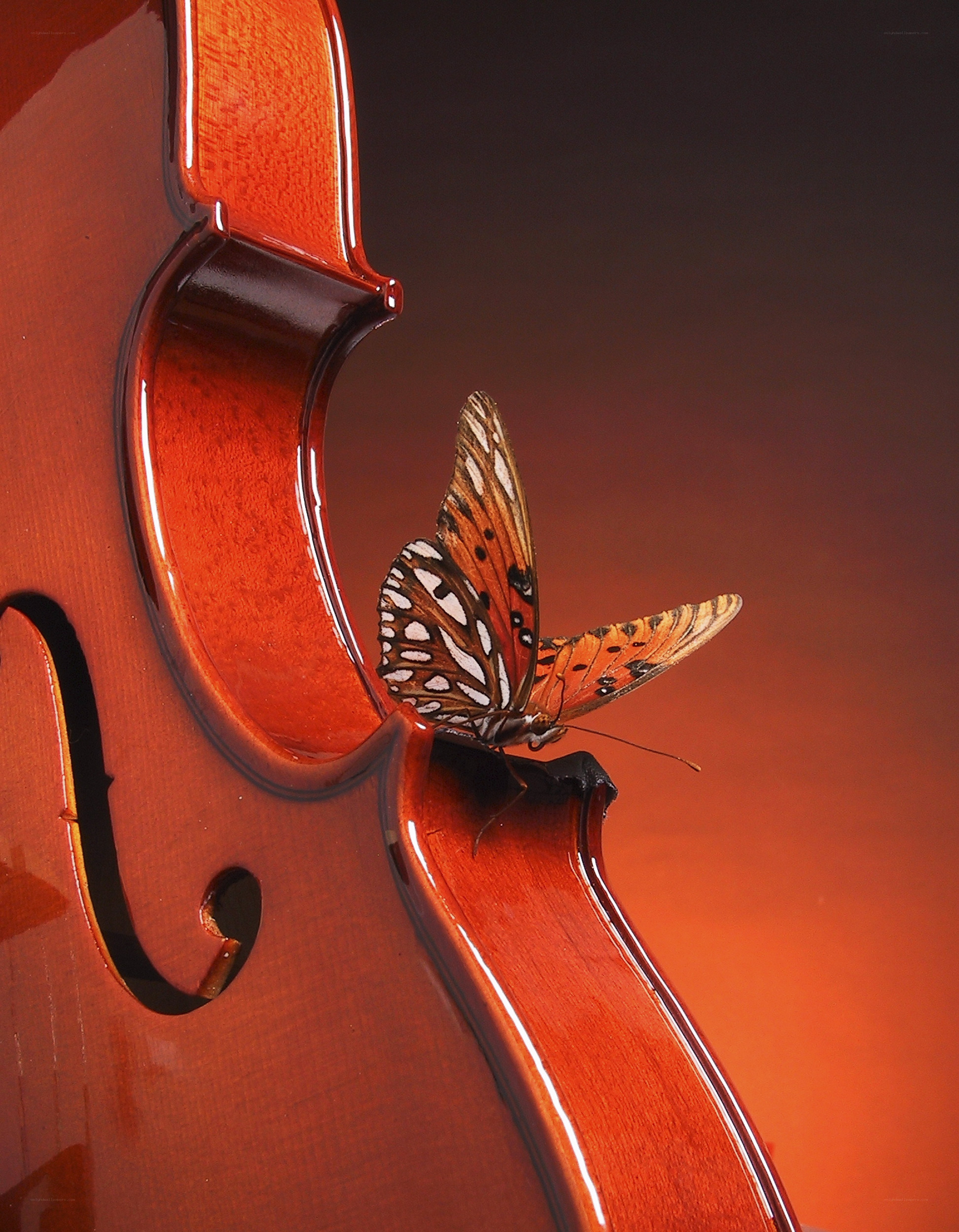 Butterfly on a violin