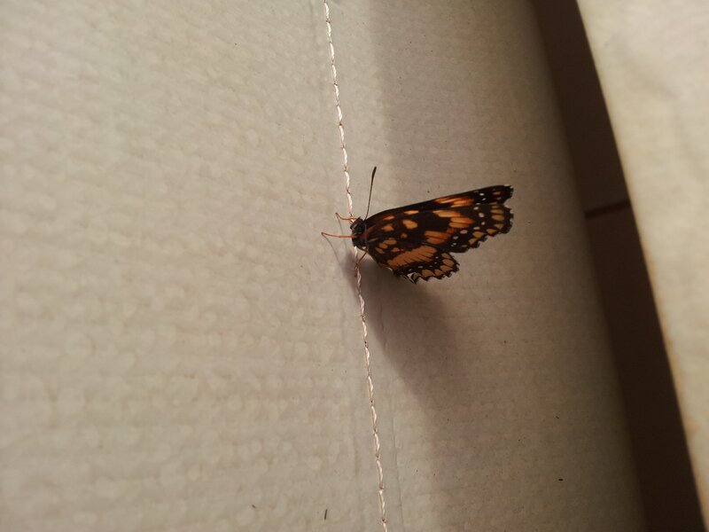 butterfly on a wall