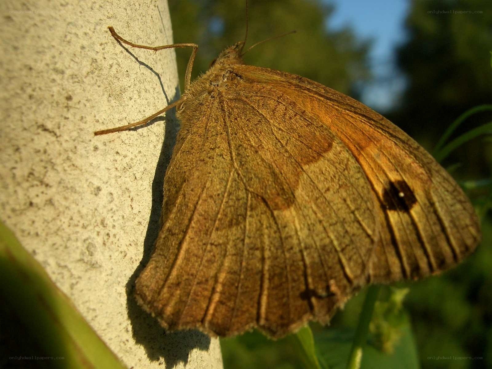 butterfly on a wall
