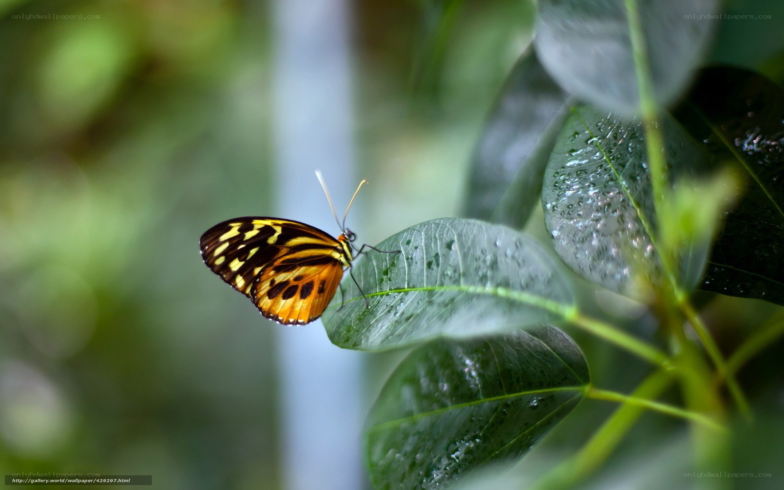 Butterfly on a wet leaf