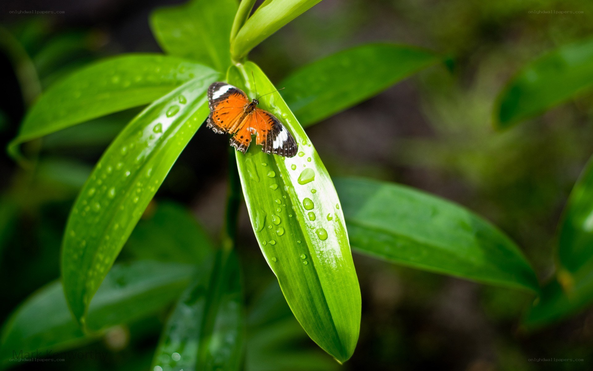 Butterfly on a wet leaf
