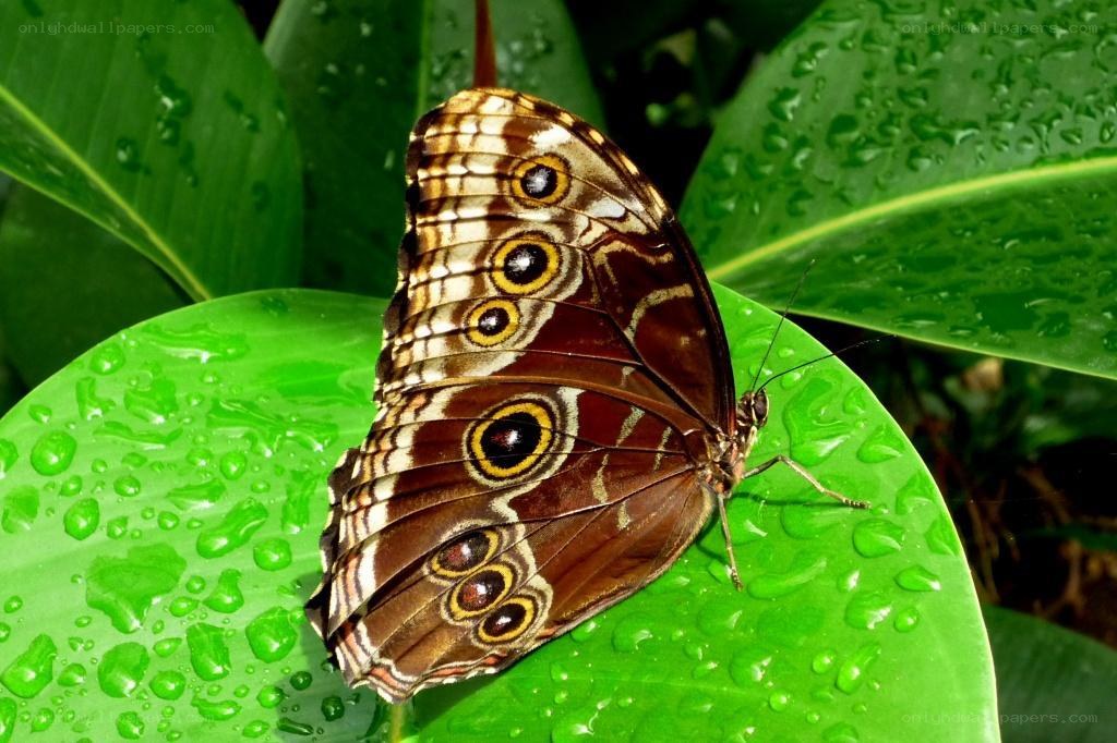 Butterfly on a wet leaf