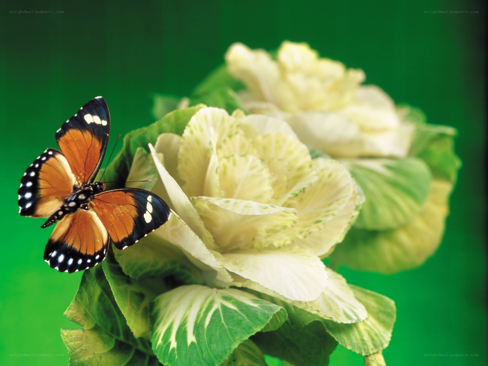 Butterfly on a white flower