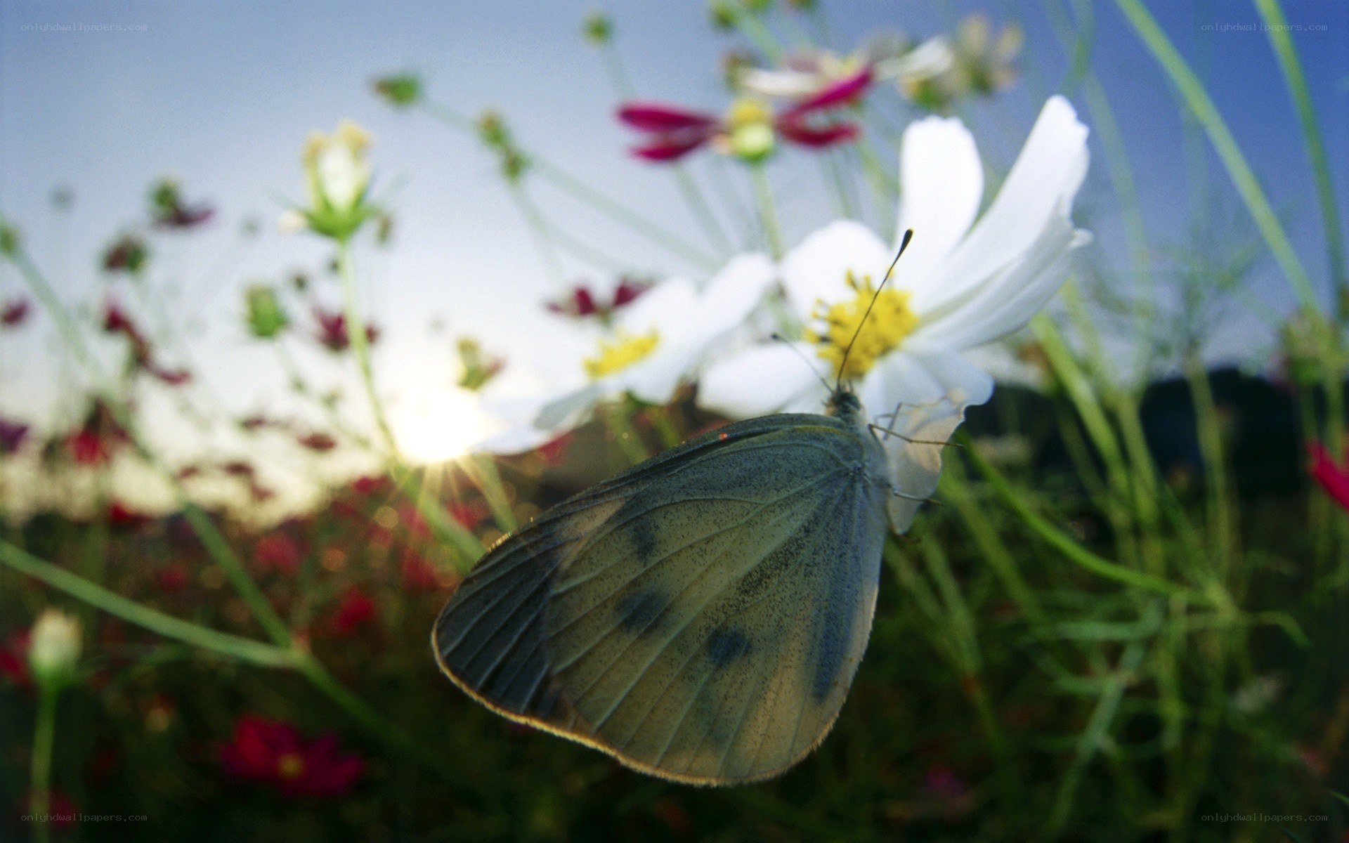 Butterfly on a white flower